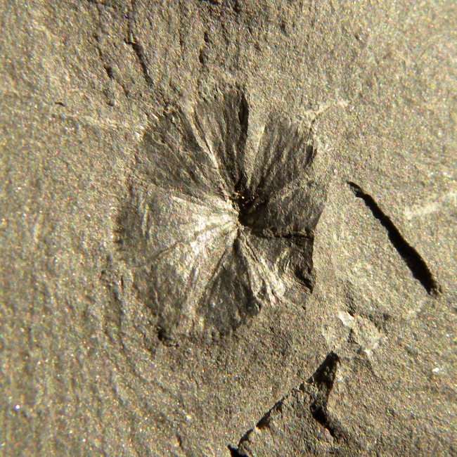 Sphenophyllum cuneifolium